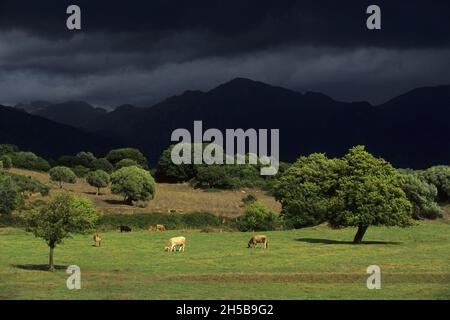 THUNDERSTORM, REGIONE SAGONE, CORSE DU SUD (2A) FRANCIA Foto Stock