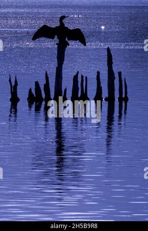 CORMORANT, RISERVA NATURALE DI BIGUGLIA STAGNO, CORSICA SETTENTRIONALE (2A), FRANCIA Foto Stock