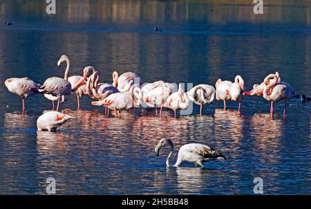 FRANCIA, CORSICA ISLAND ( 2B ), BASTIA, FLAMENGOS IN TH POOD DI BIGUGLIA Foto Stock