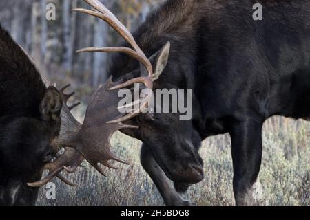 Bull alce battaglia ferocemente con le corna bloccate durante il rut autunno a Jackson, Wyoming, lungo Moose Wilson Road in primo piano orizzontale Foto Stock