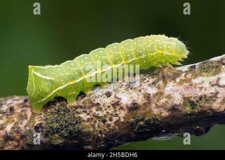 Rame Underwing Moth caterpillar ( Amphipyra piramidea) strisciando lungo il ramo. Tipperary, Irlanda Foto Stock