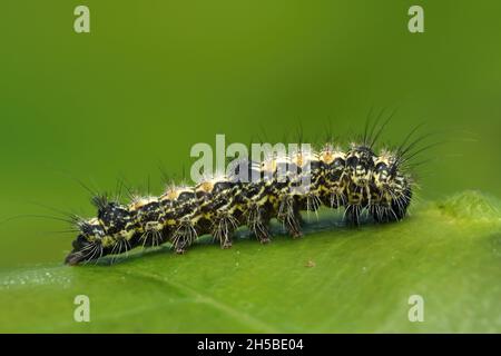 Footman a quattro punti Moth caterpillar (Lithosia quadra). Tipperary, Irlanda Foto Stock