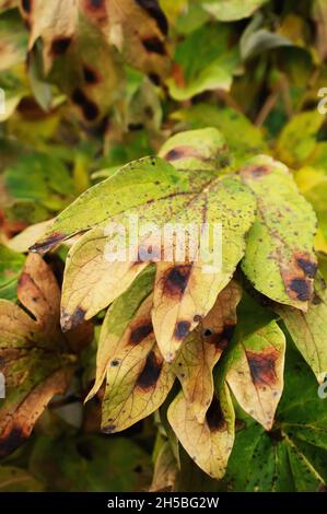 Marciume marrone di peonie da giardino. Foglie di una peonia a forma di albero con segni di malattie fungine sulle foglie. Macchia marrone e ruggine sul giardino peony. Foto Stock