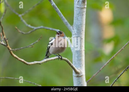 Adulto maschio Chaffinch comune, Fringilla coelebs arroccato e cantare durante la sera di primavera nella foresta boreale estone. Foto Stock