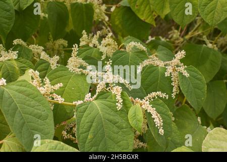 Infiorescenza bianca di arbusto Reynoutia japonica Foto Stock