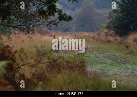Capriolo di cazzo (Dama dama) con capriolo e fawn in autunno. Il New Forest National Park, Hampshire, Inghilterra, Regno Unito. Foto Stock