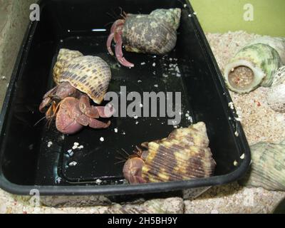 Terra granchio eremita (Coenobita sp.) per la vendita in un negozio di animali domestici Foto Stock