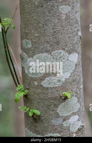 Lichen: Lecidella elaeocroma. Su Ash Bark. Surrey, Regno Unito. Foto Stock