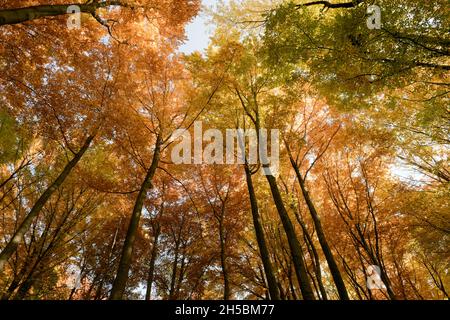 Autunno foresta sfondo. Cime degli alberi multicolore. Vista direttamente dal basso. Foto Stock