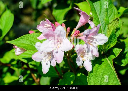 Primo piano di delicato bianco Weigela florida pianta con fiori in piena fioritura in un giardino in una soleggiata primavera giorno, bella esterna sfondo floreale pho Foto Stock