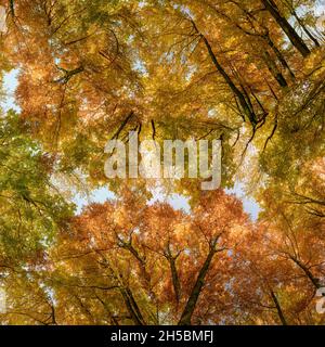 Autunno foresta sfondo. Cime degli alberi multicolore. Vista direttamente dal basso. Foto Stock