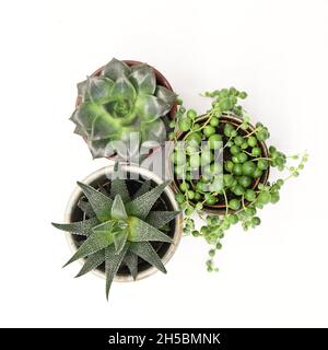 Tre piante isolate su sfondo bianco. Horthia fasciata, Senecio rowleyanus (stringa di perle), rosette succulente. Pentole rosse, blu e bianche. Foto Stock