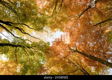 Autunno foresta sfondo. Cime degli alberi multicolore. Vista direttamente dal basso. Foto Stock