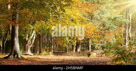 Autunno foresta nel nord del Norfolk UK con faggi dorati e mattina solkght. Le foglie cadute tappezzano il paesaggio senza persone Foto Stock