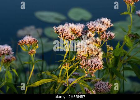 Splendidi fiori di rosa di una canapa-agrimonia, Eupiatorium cannabinum su una riva del fiume in Estonia, Nord Europa. Foto Stock