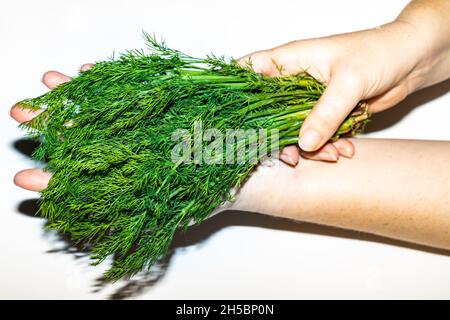 Mazzo fresco di aneto verde tenuto nelle mani delle donne, sfondo bianco, concetto di coltivazione biologica e alimentazione sana, Foto Stock