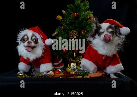 Due cani chihuahua che indossano un costume rosso di natale santa con scatola regalo e guarda la macchina fotografica. Isolato su sfondo nero. Felice anno nuovo e Merry Chr Foto Stock