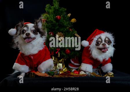 Due cani chihuahua che indossano un costume rosso di natale santa con scatola regalo e guarda la macchina fotografica. Isolato su sfondo nero. Felice anno nuovo e Merry Chr Foto Stock