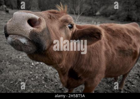 Primo piano di una curiosa mucca marrone nel prato (fuoco selettivo) Foto Stock