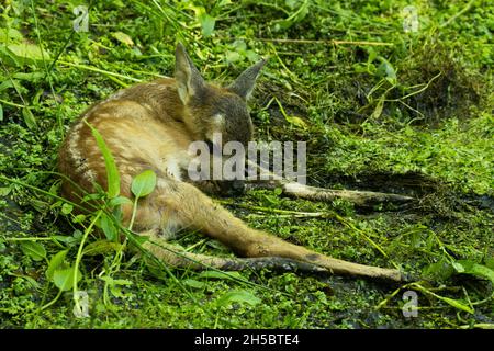 Un piccolo capriolo, Capreolo capreolo fawn steso immobile e in attesa della madre. Foto Stock