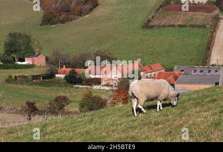 Un paesaggio rurale inglese nelle colline Chiltern con Agriturismo in valle e una pecora pascolo sulla collina Foto Stock