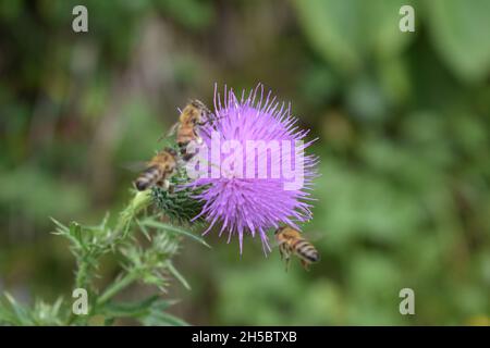 Primo piano di un bel fiore Foto Stock