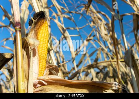 Un granoturco maturo su steli appassiti con cielo blu. Foto Stock