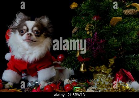 Un cane chihuahua che indossa un costume rosso di Natale Santa con scatola regalo e guarda la macchina fotografica. Isolato su sfondo nero. Buon anno nuovo e buon Crismo Foto Stock