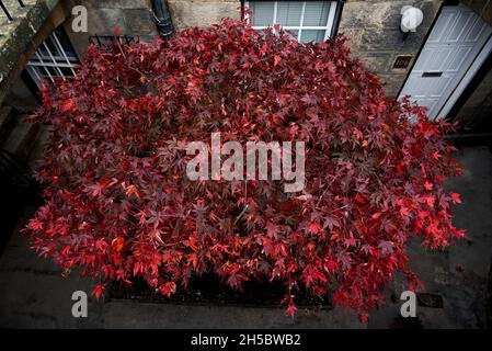 un acer in autunno con foglie rosse, che crescono al di fuori di un piano seminterrato nella New Town di Edimburgo. Foto Stock