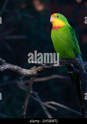 Il pappagallo superbo (Polytelis swainsonii) illuminato dai raggi del tramonto Foto Stock