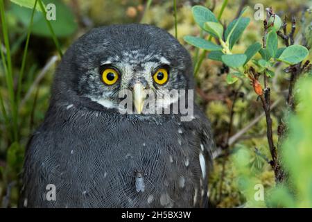 Ritratto di un piccolo gufo di pygmy eurasiatico, pulcino di Glaucidium passerinum seduto a terra nella foresta boreale estone. Foto Stock