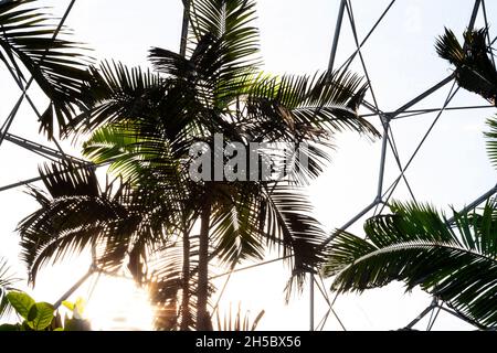 Palme sotto le forme geometriche del tetto di una serra Foto Stock