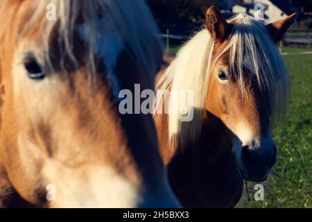 Primo piano di due cavalli (Haflinger) Foto Stock