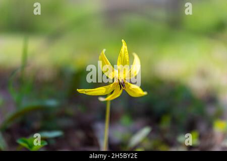 Giallo trota giglio fiore selvaggio macro closeup su terreno fioritura con bokeh sfondo su sentiero escursione in Virginia del Nord, Fairfax contea e vibr Foto Stock
