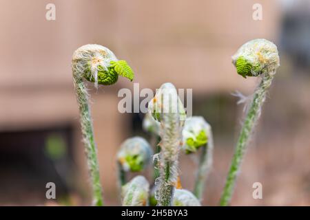 Macro primo piano di giovani germogli a spirale di leone di Maidenhair Nord emergenti in primavera alla stazione sciistica di Wintergreen, Virginia Foto Stock