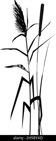 Silhouette di canna su sfondo bianco.disegno a mano vettoriale schizzo con canne. Illustrazione Vettoriale