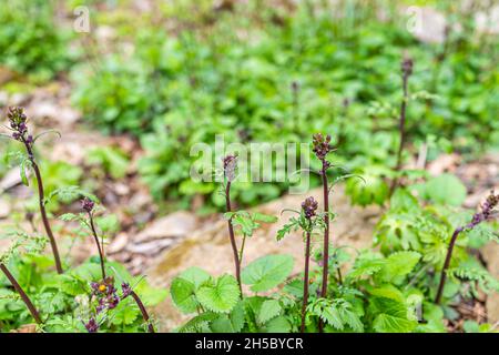 Molti scrophularia lanceolata lance-leaf figwort pianta selvatica in primavera primavera con germogli di fiori in Wintergreen stazione di sci foresta boschi, Virginia Foto Stock