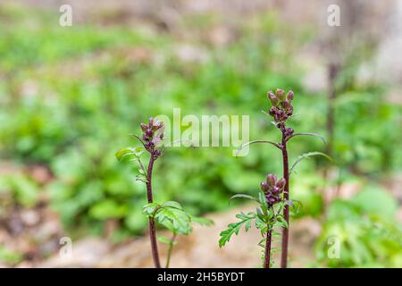 Scrophularia lanceolata foglia di lance figwort pianta selvatica in primavera con germogli di fiori in Wintergreen stazione di sci boschi forestali, Virginia Foto Stock