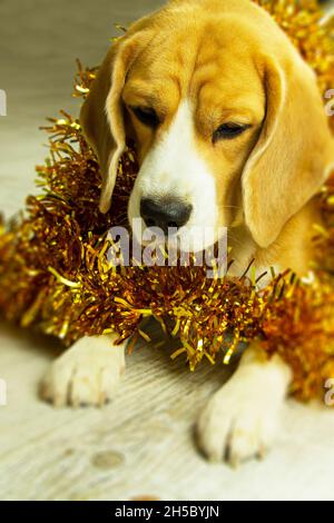 Un bel cane beagle, nella decorazione di Capodanno, è seduto in attesa della vacanza Foto Stock