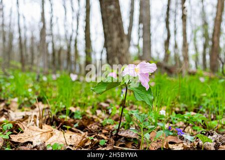 Wild rosa molle trillium fiori campo in primavera in Virginia Blue Ridge Mountains parkway of Wintergreen Resort su escursioni natura escursione Foto Stock