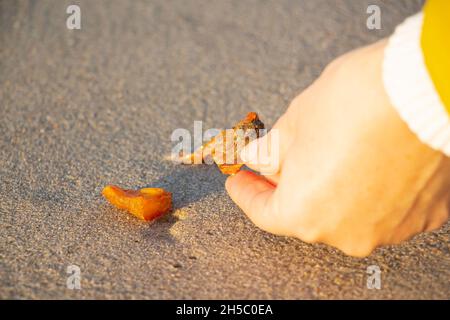 Ambra su sabbia fine. La mano prende un pezzo di resina di pietra. Una mano raccoglie un bel pezzo di ambra dalla sabbia Foto Stock