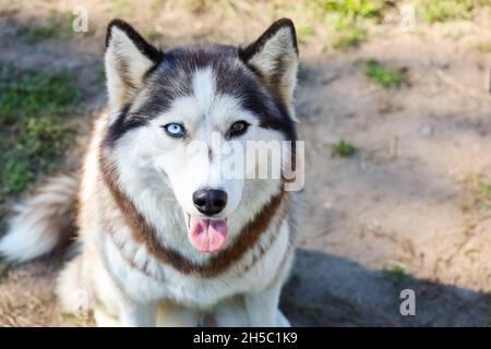 ritratto di un bel cane husky con occhi blu e marroni. Foto di alta qualità Foto Stock