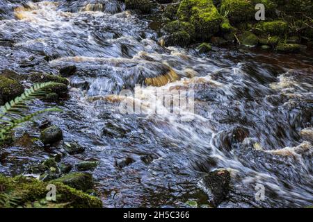 Il fiume Ogeen sul Canon Sheehan loop Walk nel parco forestale Ballyhoura, Ballyguyroe North, County Cork, Irlanda. Foto Stock