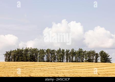 Alberi in una copse sopra un campo di orzo dorato a Ballymaccus, vicino Kinsale, County Cork, Irlanda Foto Stock