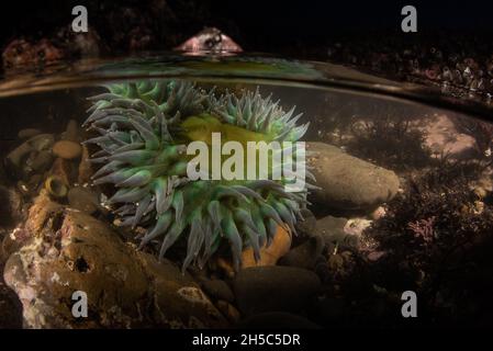 Un anemone verde gigante, Anthopleura xantogrammica, da una poola di Fitzgerald riserva marina sulla costa occidentale in California. Foto Stock