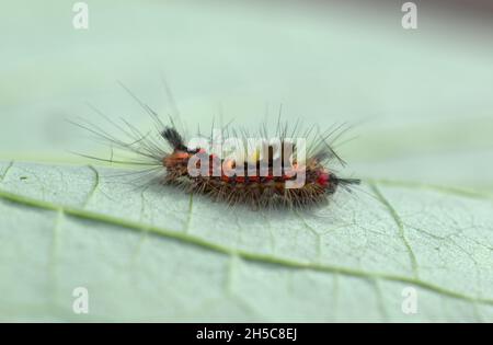 un bruco della falena di Vaporer (Orgia antiqua) che attraversa una foglia. Foto Stock