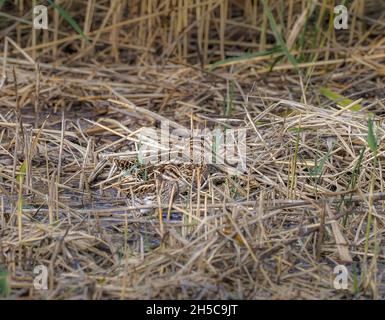 Jack Snipe con comune Snipe, Teifi Marshes, Cardigan, Galles Foto Stock