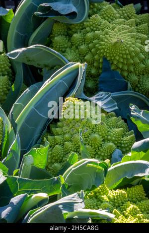 romanesco cavolfiore su una bancarella di mercato o negozio di fruttivendolo, verde brillante romanescao cavolfiore primo piano Foto Stock