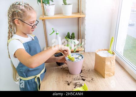 Cura di piante da casa da una ragazza caucasica di 10-11 anni in un grembiule e occhiali a casa. Albo monstera borsigiana variegato in una pentola rosa. Miscelazione Foto Stock