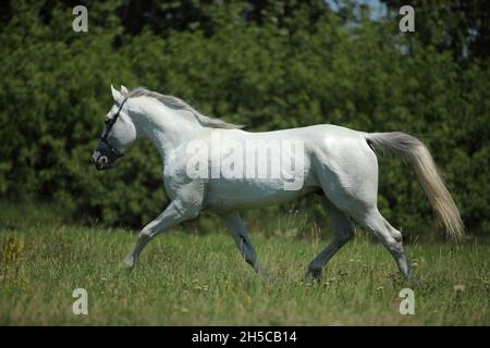 Il cavallo bianco andaluso corre al galoppo contro il verde prato estivo Foto Stock